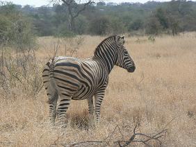 16 daagse rondreis Zuid Afrika: Zulus, Zebras en Swaziland