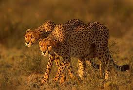 Rondreis Zuid Afrika cheetahs