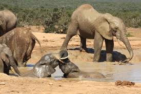 Zuid Afrika wildpark Addo Elephant