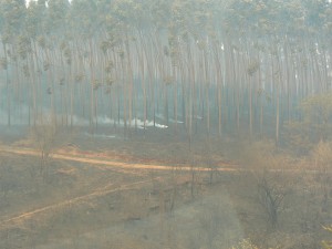 Bosbranden Zuid Afrika