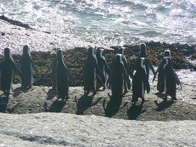 Pinguins in Betty’s Bay