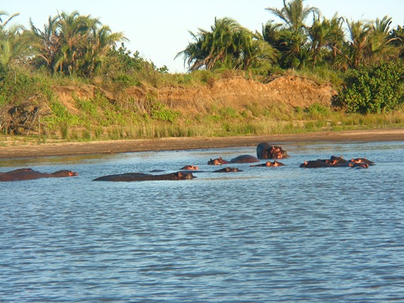Knorrende nijlpaarden in de St. Lucia Wetlands