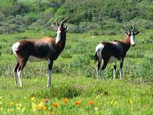 National Parken Zuid Afrika - Marakele NP