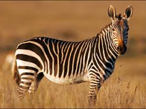 Rondreis zuid afrika Mountain Zebra national park